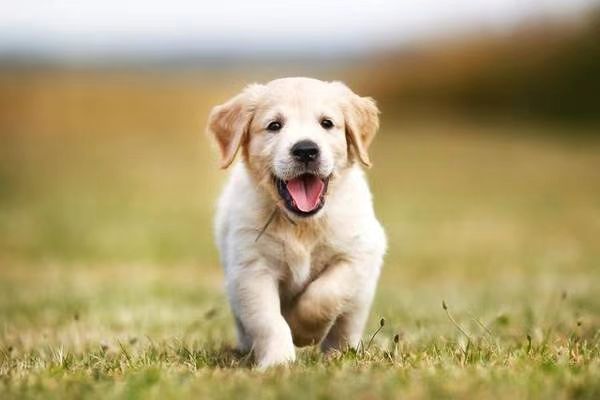 Golden Retriever Puppy