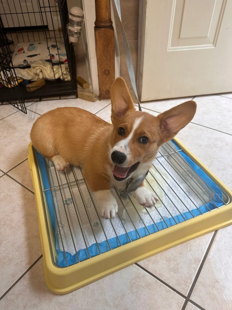 How to Potty Train a Puppy