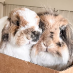 pet rabbit