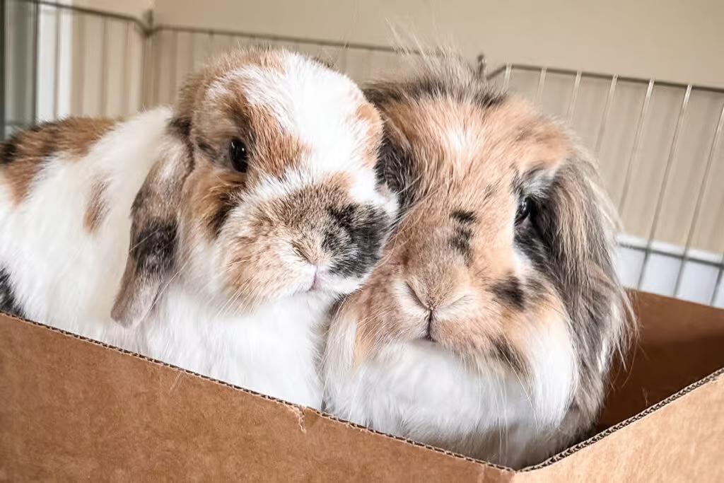 pet rabbit