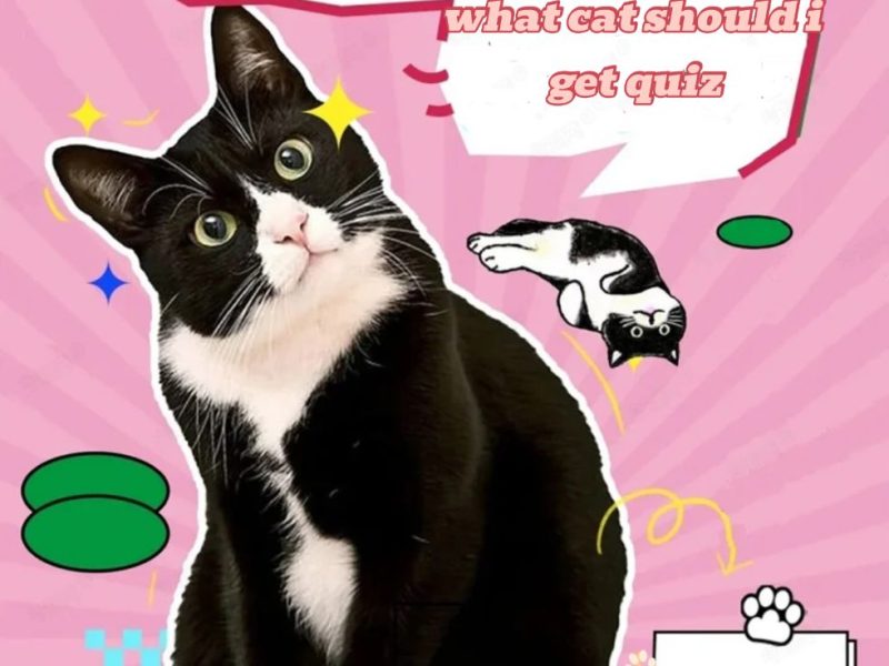 should i get a cat What Cat Should I Get Quiz