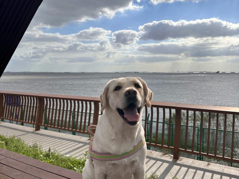 English Labrador Retriever English Labrador Retriever