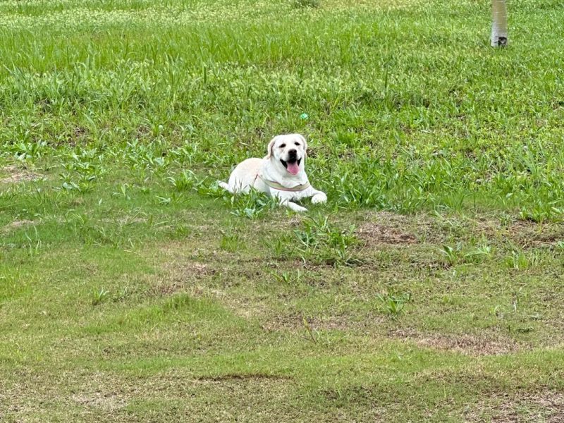 English Labrador Retriever English Labrador Retriever