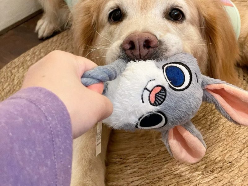 What Types of Toys Do Golden Retrievers Like What Types of Toys Do Golden Retrievers Like