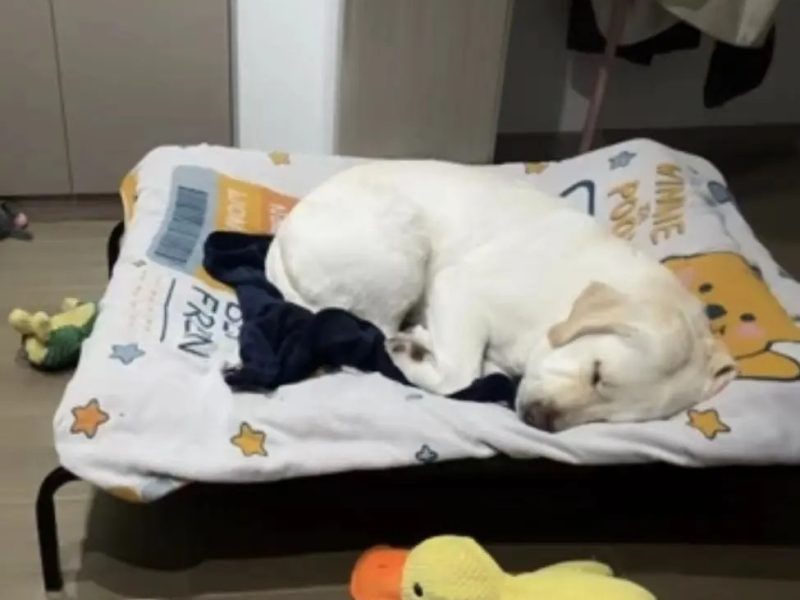 English Labrador Retriever English Labrador Retriever