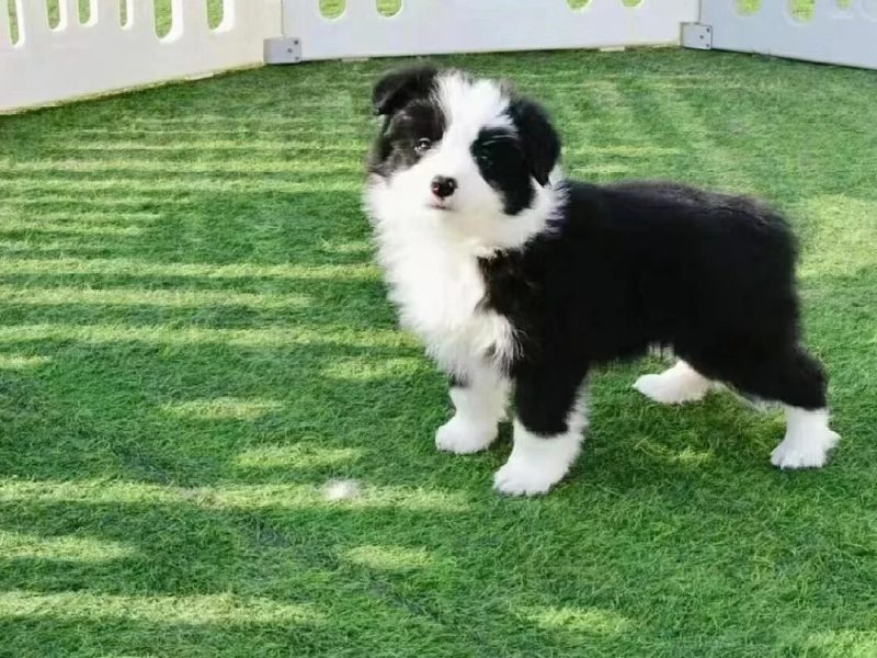 border collie puppy border collie puppy