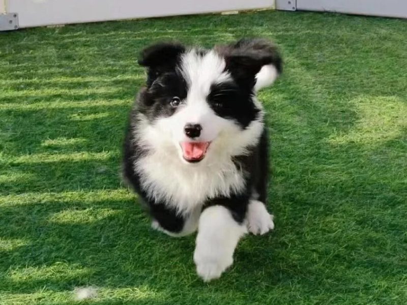 border collie puppy border collie puppy