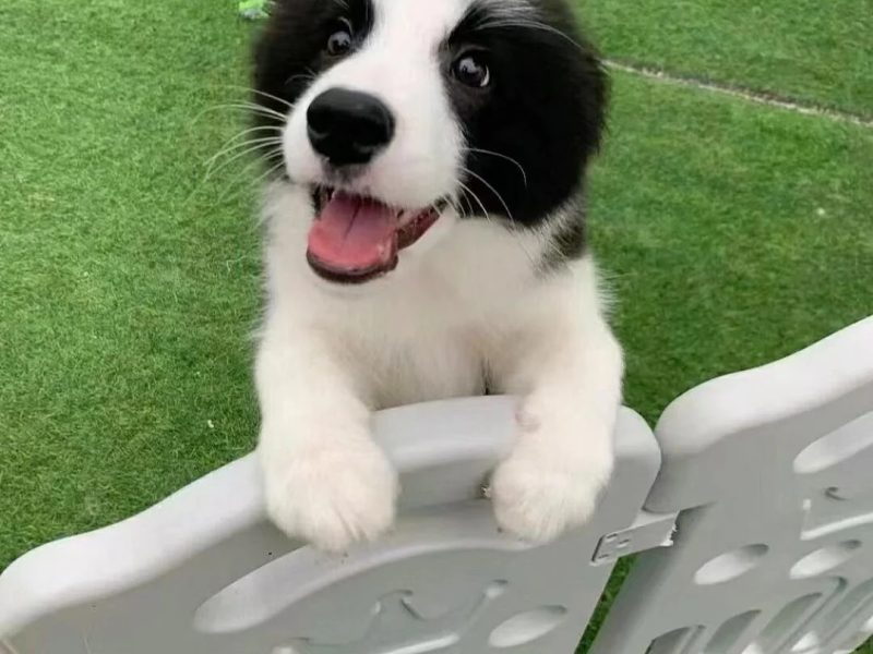 border collie puppy border collie puppy