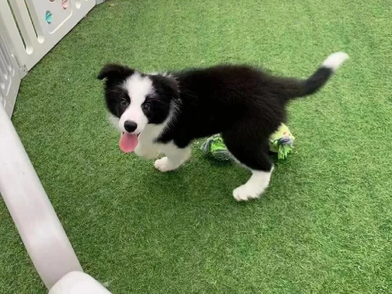 border collie puppy border collie puppy