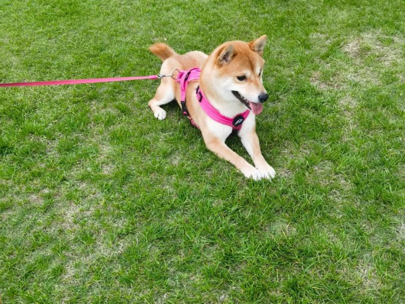 should i get a puppy quiz should i get a puppy quiz