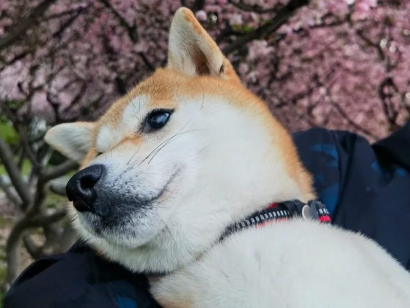 should i get a puppy quiz should i get a puppy quiz
