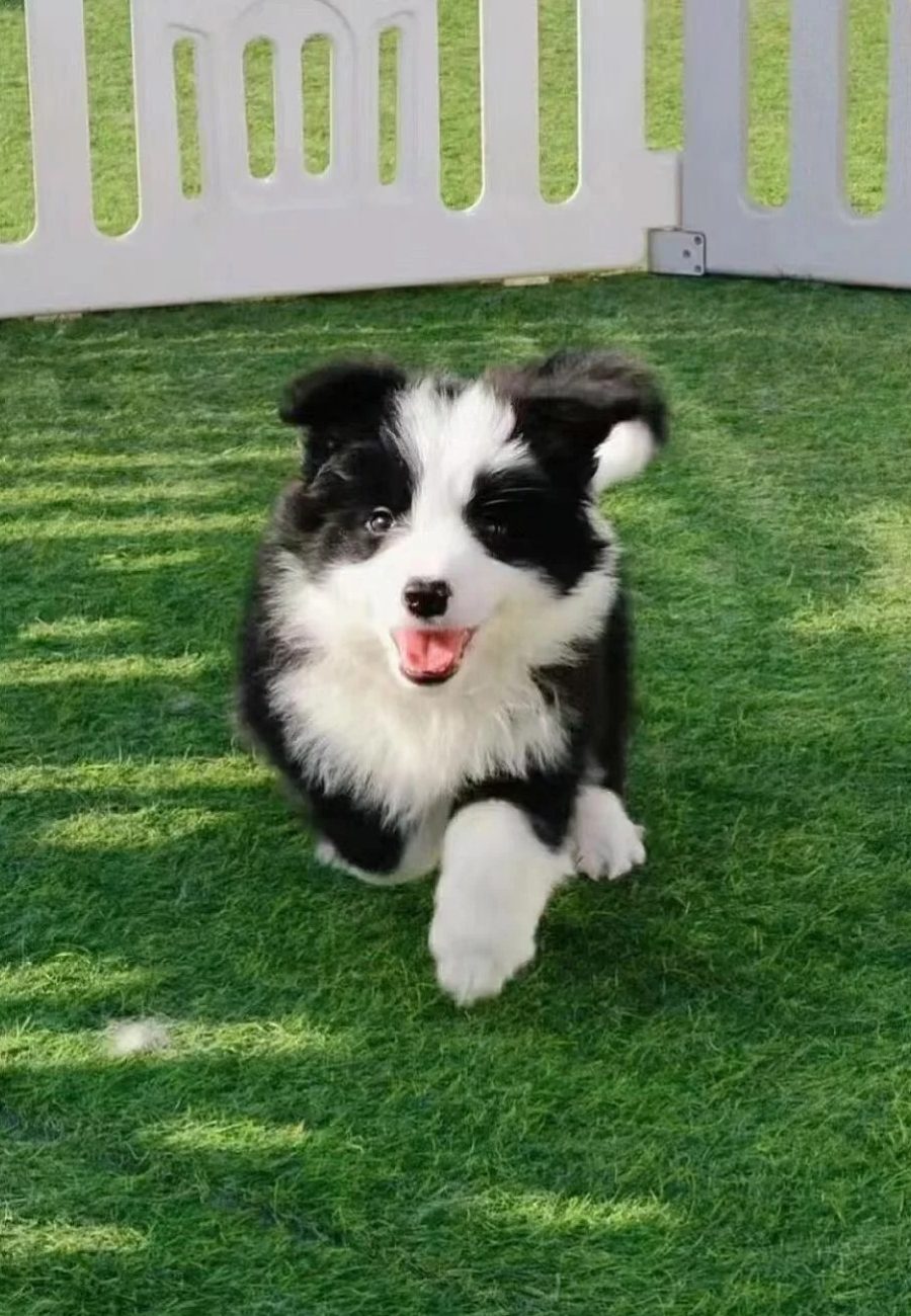 border collie puppy